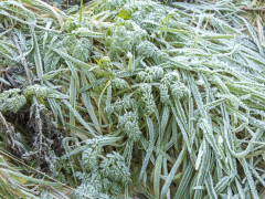 vinter (12)